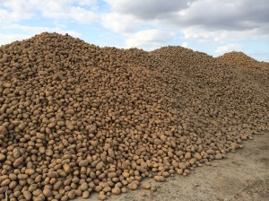 Potato mountain!